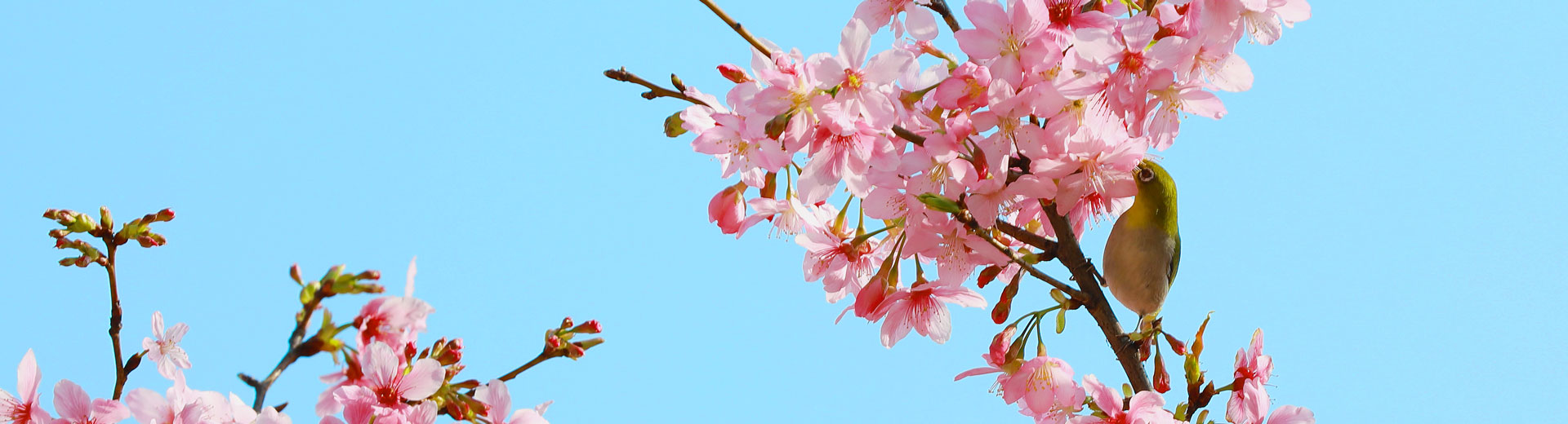 紫金B(yǎng)LOG